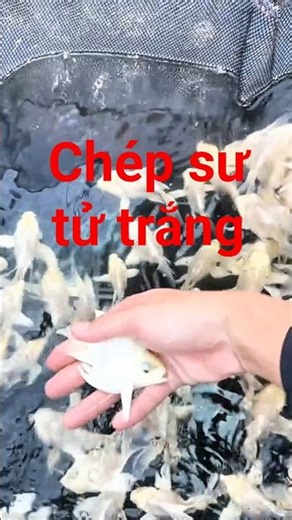 Chép sư tử trắng size nhỏ #chepsutu #chepsutudep #chepsutumini