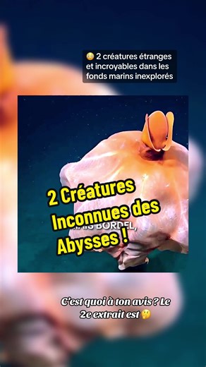 Découverte de créatures marines incroyables