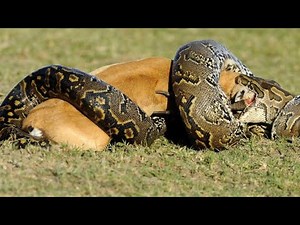 python eats big animals | Snake eats | World's Deadliest Reptiles | Most savage moments of pythons