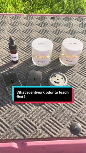 Starting Scentwork Training with Your Dog