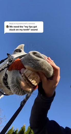 Cowboy Bebop Horse Meme: My Lips Aren't Synced With My Teeth