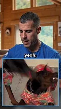 Do Dogs Like Laser Pointers ⁉️