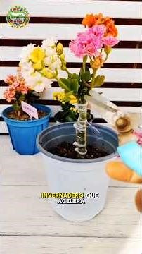 Learn these methods for propagating cuttings #plants #garden