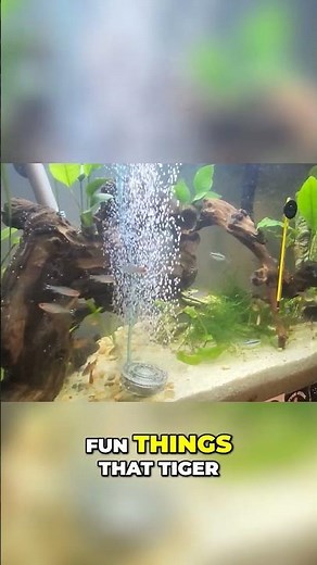 Never Ignore Your Tank's Water Circulation #aquarium #fishkeeping #fishtank