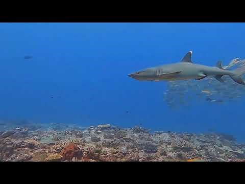 Epic dive with sharks in Okinawa