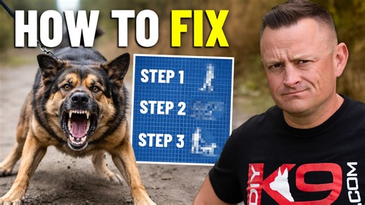 In this video, I break down the three key things you must master to finally fix leash reactivity, aggression, and lack of control with your dog by addressing the mistakes most owners make without realizing it. | American Standard Dog Training