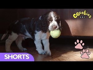 CBeebies: Meet The Pups - Give Back The Ball