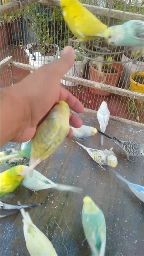 🧸 Tiny Toy, Big Happiness — Budgie Joy!