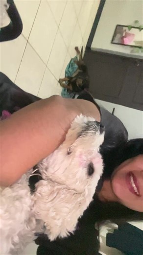 La cara de incómoda de mi perrita 🤣 #perrita #esponjita #perritos #perritostiktok #guatemala
