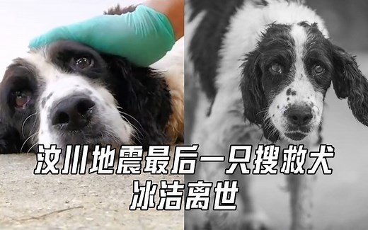 汶川地震最后一只搜救犬冰洁离世：享年14岁，曾勇救13人