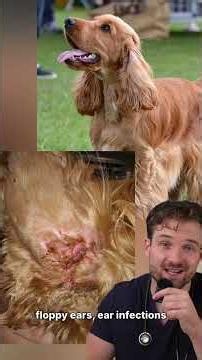 A Vet Debunks the 'Ear Cropping Prevents Infections' Myth