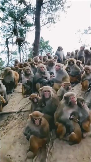 Bandar Sabha: Aaj ki Meeting Shuru! 🐒 #monkeys #trending #viralshorts #monkeygang #animals