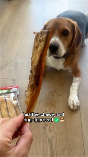 Smoked Beef Jerky Skin for Dogs 🐕✨ | All-Natural Chewy Treats for Strong Teeth & Happy Tails! 💛