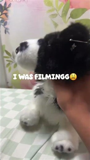 mommy stawwwppp #essacommunity #dontflop #douglasdog #funny #essa #liltay