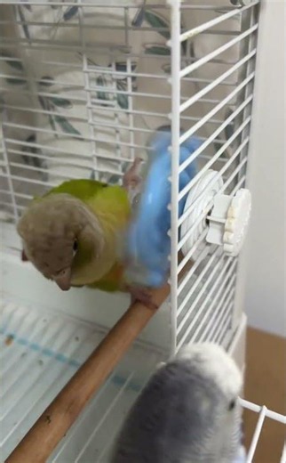 Green-cheeked Conure plays with toy inside cage in Sichuan, China