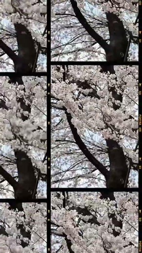 2026年4月5日赤城南面千本桜満開