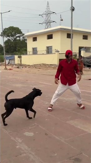 Dog Performs Amazing Flip🐶🤸‍♂️ #DogFlip #DogTrick #AgilityDog #FunnyDogs #DogLovers #Pets