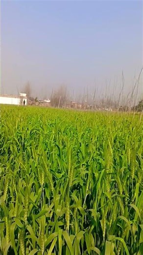 Enakena Yaarum Illaye Promo | LIK | Pradeep Ranganathan | Anirudh l Vignesh Shivan | Krithi Shetty