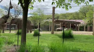 14K views · 303 reactions | You may have *herd* Cruise the Zoo presented by Dollar Bank added two additional weeks! Don’t miss your opportunity to experience this limited-time fundraiser supporting Cleveland Metroparks Zoo. Hurry, tickets are selling fast! Get your tickets now at FutureForWildlife.org/cruise. | Cleveland Metroparks Zoo | Facebook