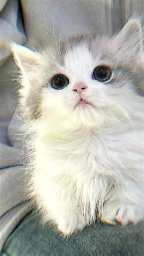 Create:ALFAROGAMING|🎧Song:Jedagjedug 2026🔥|Edit: With Capcut|Tema:Cute cat🥰❤️