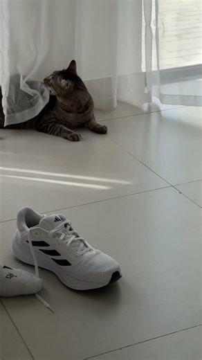 Mum and dad have a force field that attacks me daily #cat #catshorts #dumbcat #catcomedy