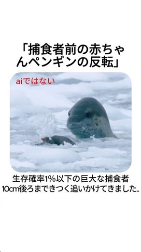 生存確率1%。巨大な捕食者に狙われたペンギンの末路