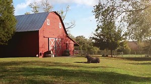 Back at the ranch, Bella receives her red collar and officially becomes a Lucky Dog in training! Time for her to meet the rest of the pack! | Lucky Dog
