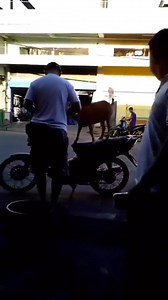 Miss Meme yan ang kambing ng tatay ko pandesal sa umaga at magaling pa sumakay sa motor ng tatay ko! | BigNews Ngayon Pilipinas Radio