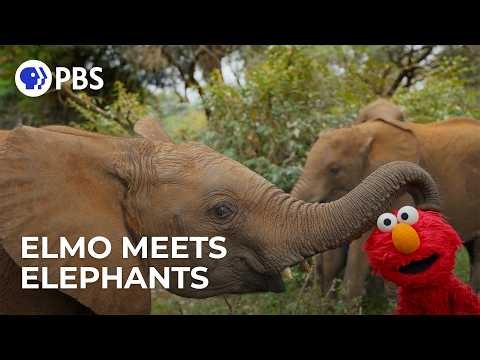 How Baby Elephants Drink, Eat and Cool Off