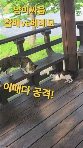 냥이싸움#할배vs베레모