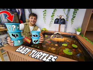 Buying BABY TURTLES for My MINI Turtle POND!!