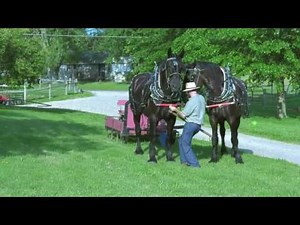 Percheron Team