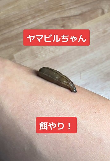 ヤマビルちゃんの餌やり方法とは
