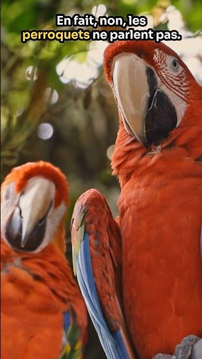Why (and how) do parrots talk?