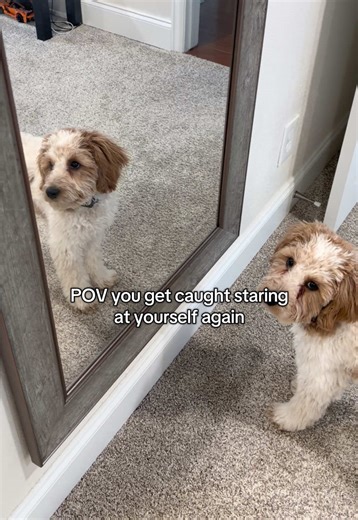 What?? I’m just staring at the dog staring back at me 👀 #cavapoo #dogsoftiktok #funnydog