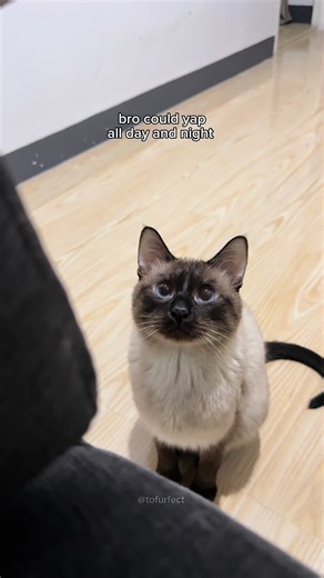 yapping 24/7 😂 #catoftiktok #siamese #cute #yapping | cats of tiktok
