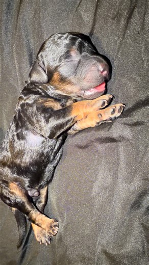 This little cutie is still up for grabs. In the meantime, what should we call him? 🥰🥰 #101poodlesandpups #puppylove #minipoodle | 101 Poodles & Pups