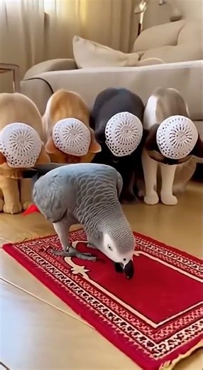 Parrot Imam Leads 4 Cats in Prayer! 🐦🕌 Allah Allah Allah Allah Zikr | Muslim Animals #shorts