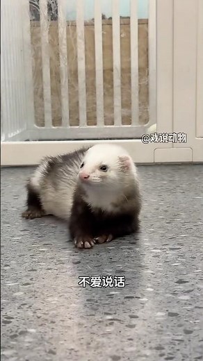 Cute but Dangerous? 😱 Ferret Facts You Must Know Before Keeping One!