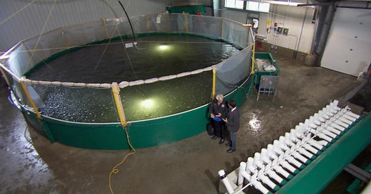 Salmon farms of the future?