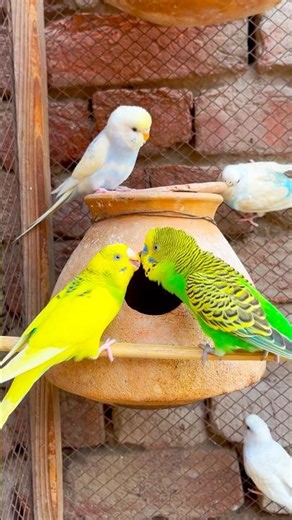 Green Budgies Mating Sounds #parrot #viralshorts #birds