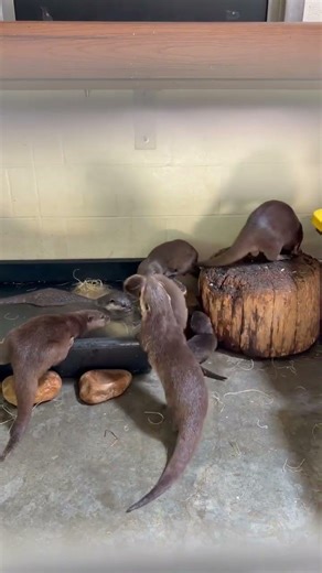 Otter pups learning to swim