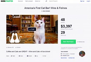 A Denver cat bar could soon become a thing