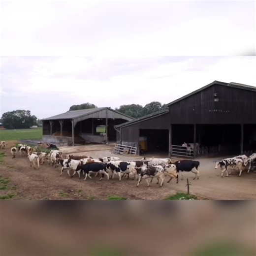 123K views · 2.3K reactions | In two years, a Modern Dairy Farm Will Rise in Ubay, Bohol as a Key Dairy Hub A modern dairy farm capable of housing over 300 cows and processing up to 10 metric tons of fresh milk daily will rise in Ubay, Bohol. This is part of the Philippine Dairy Project spearheaded by the National Dairy Authority (NDA). | Byaheng GAAbante | Facebook