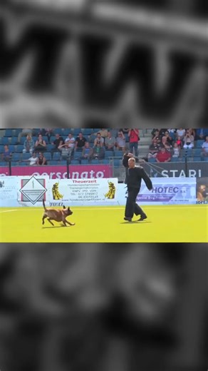 19K views · 848 reactions | THE REAL DOGS #K9 #KNPV #POLICEDOG #MILITARYDOG #POWER #HARDWORK #EXTREME #VIRAL #VIDEO #NK #AWESOME #ANIMAL #ATTACK #HOLLAND #121 | K9 BANG | Facebook