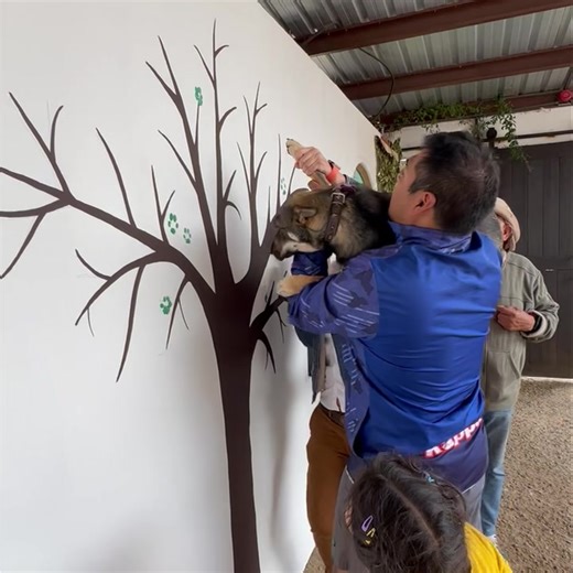 This pretty girl was a foster fail, she got adopted couple months ago and came to put her paw on the adoption tree! 🧡🧡 She is now a pampered traveller girl! | Los Adoptables A.C.