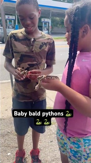 Baby bald Pythons #shorts #viral #snake #python #Atl