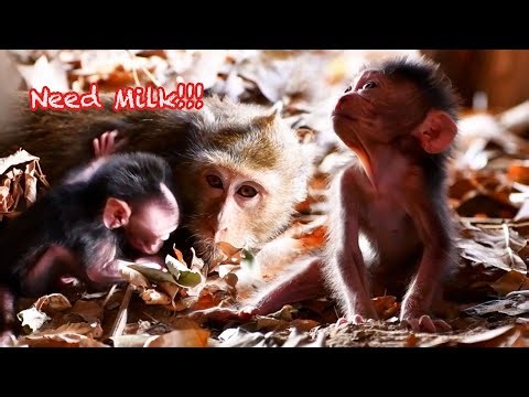 Tiny Baby Monkey Trying Hard To Request Milk From Mommy, Adorable Wildlife