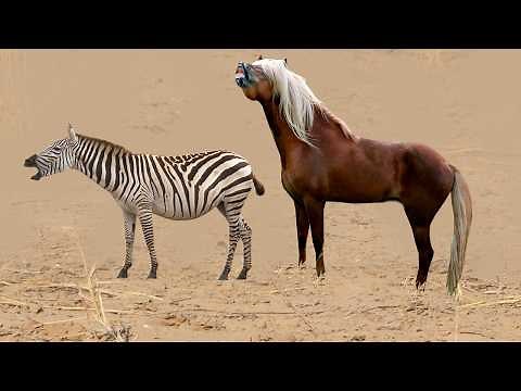 The insane crossbreed of a horse and a zebra! See what happened!
