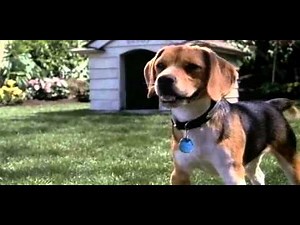 Трейлер Кошки против собак (2001)